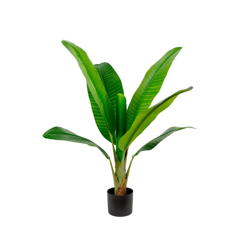 HDJ-115-7 115CM单杆皇帝蕉-7叶连心