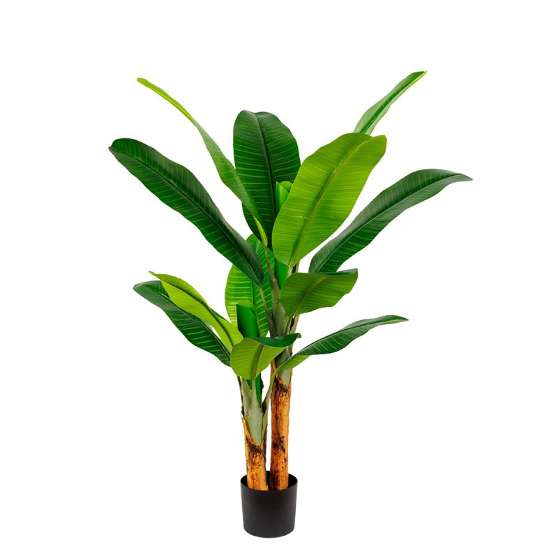 HDJ-260-3-27 260CM3杆皇帝蕉-27叶连心