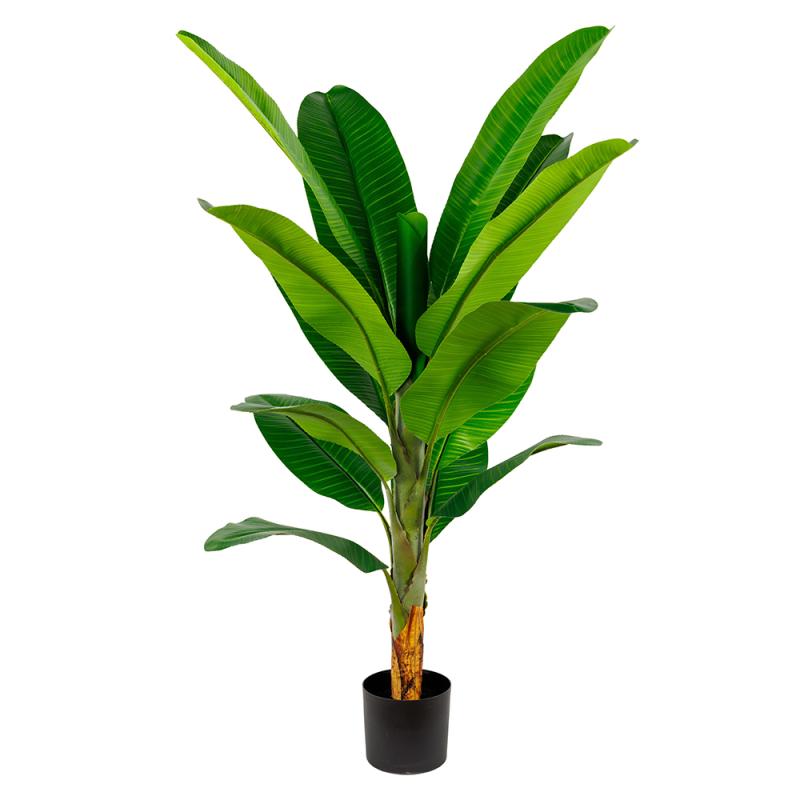 HDJ-160-2-15 160CM2杆皇帝蕉-15叶连心