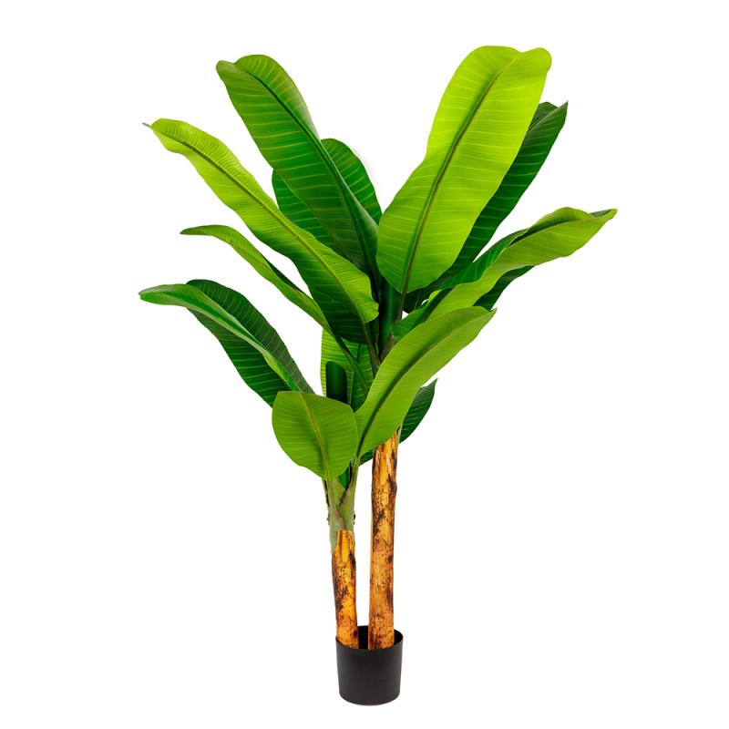 HDJ-210-2-18 210CM2杆皇帝蕉-18叶连心