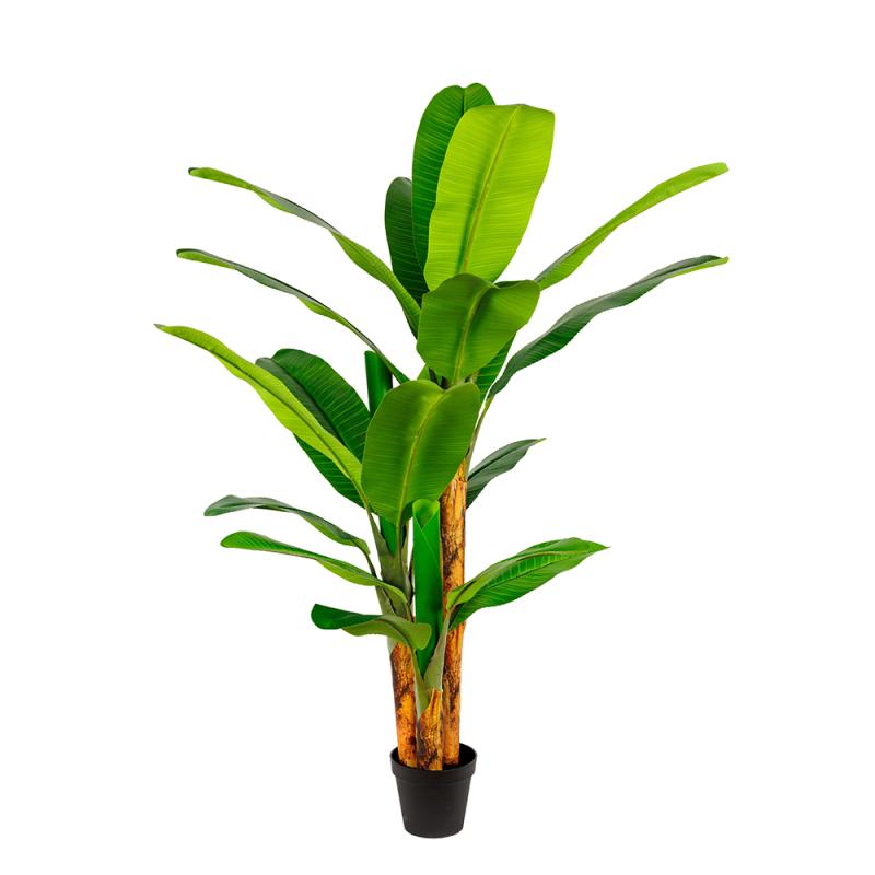 HDJ-200-3-21 200CM3杆皇帝蕉-21叶连心