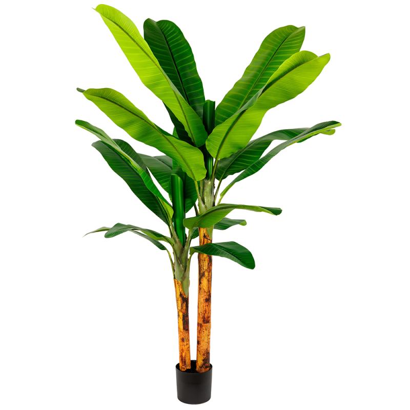 HDJ-200-2-16 200CM2杆皇帝蕉-16叶连心