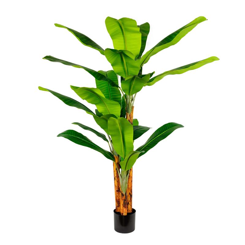 HDJ-300-3-29 300CM3杆皇帝蕉-29叶连心