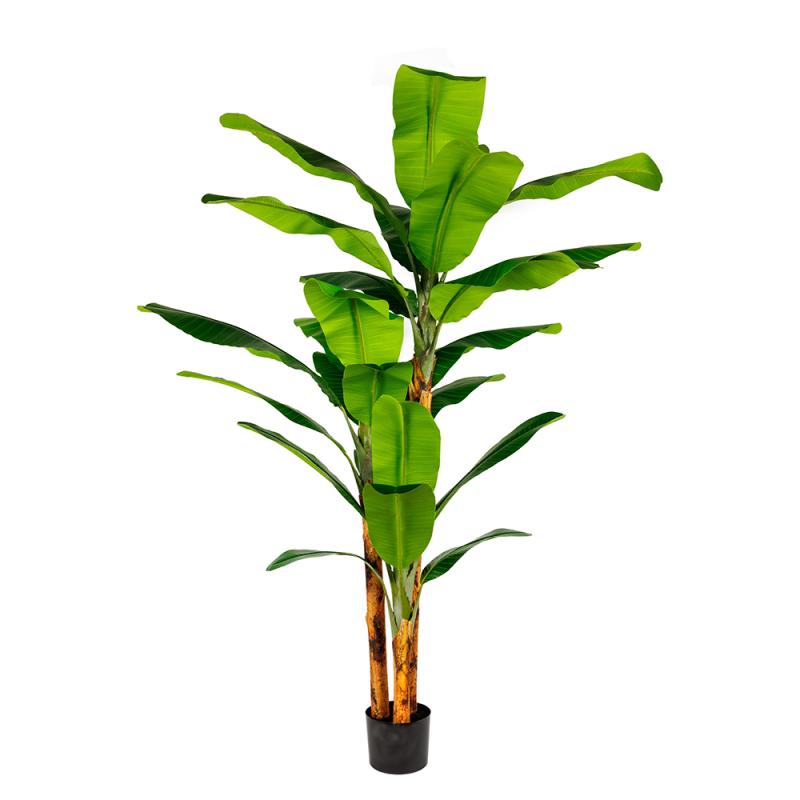 HDJ-165-15 165CM单杆皇帝蕉-15叶连心