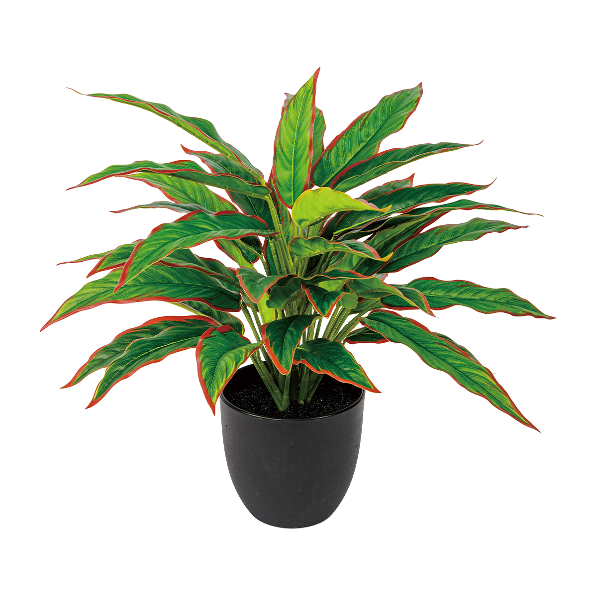 50CM(WDLR-WNQ-5043R)