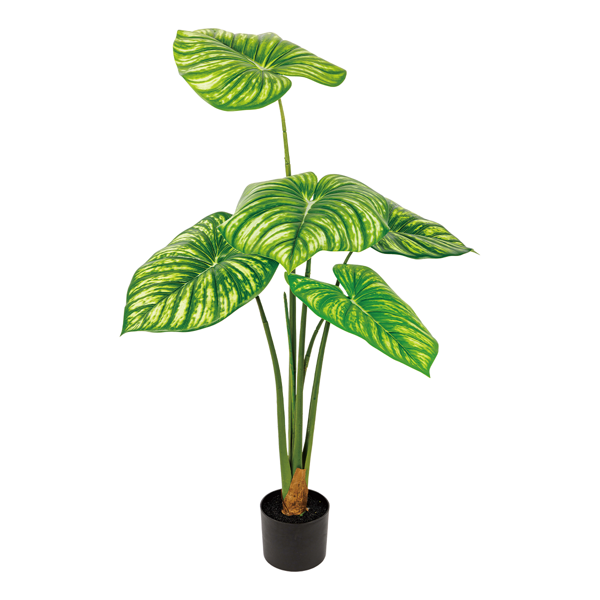 215CM(WDLR-BMY-21525W)