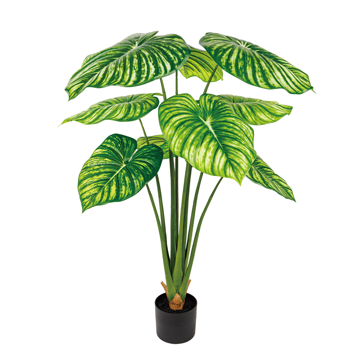 170CM(WDLR-BMY-17015W)