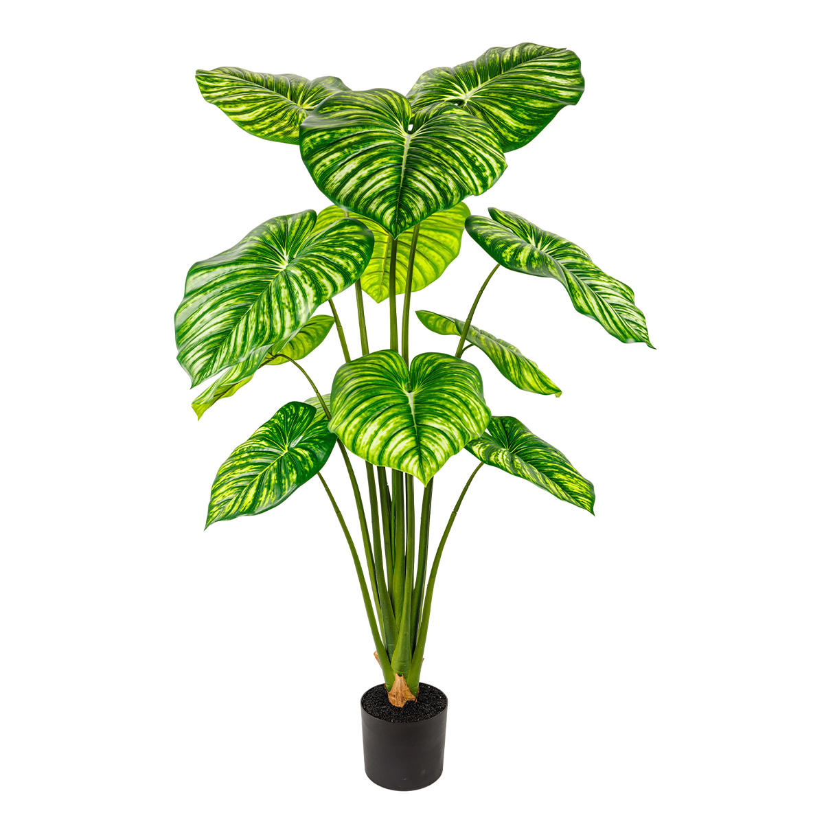 145CM(WDLR-BMY-14510W)