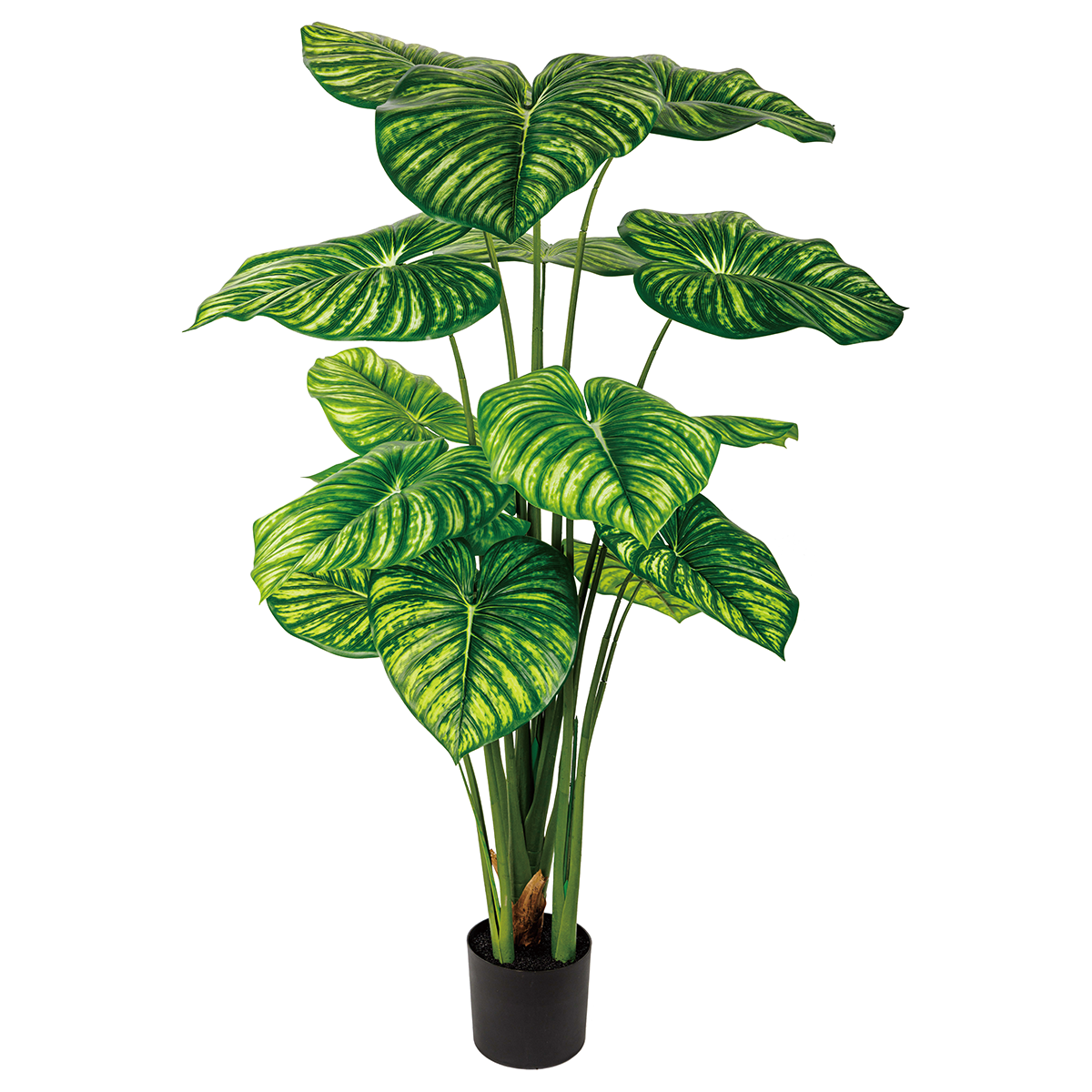 170CM(WDLR-BMY-17013W)