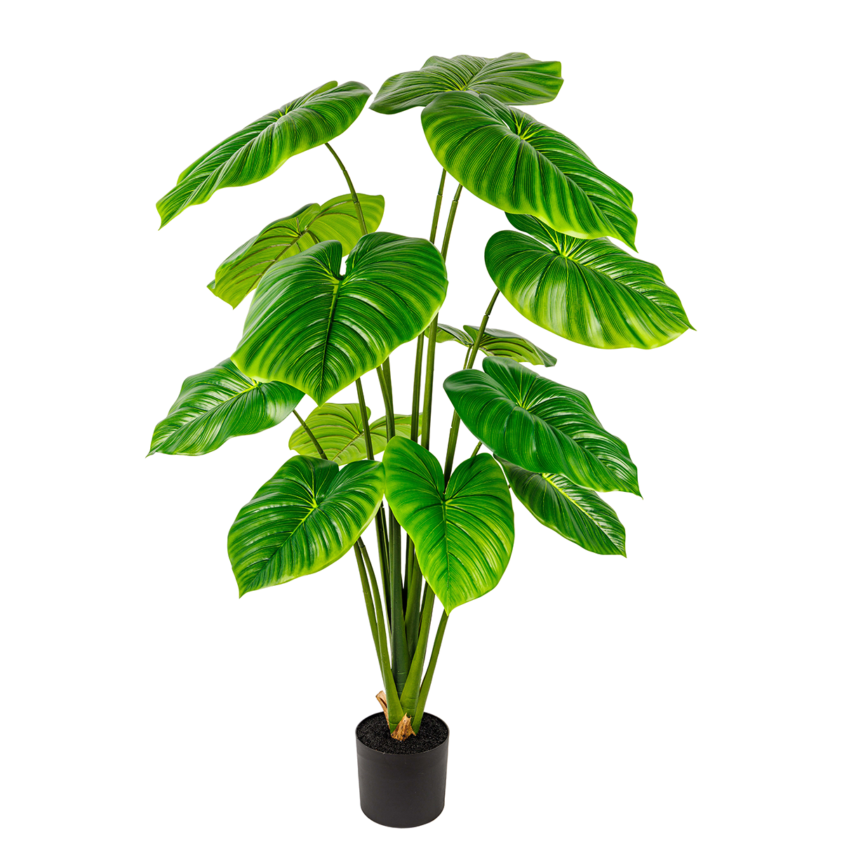 170CM(WDLR-LMY-17013G)