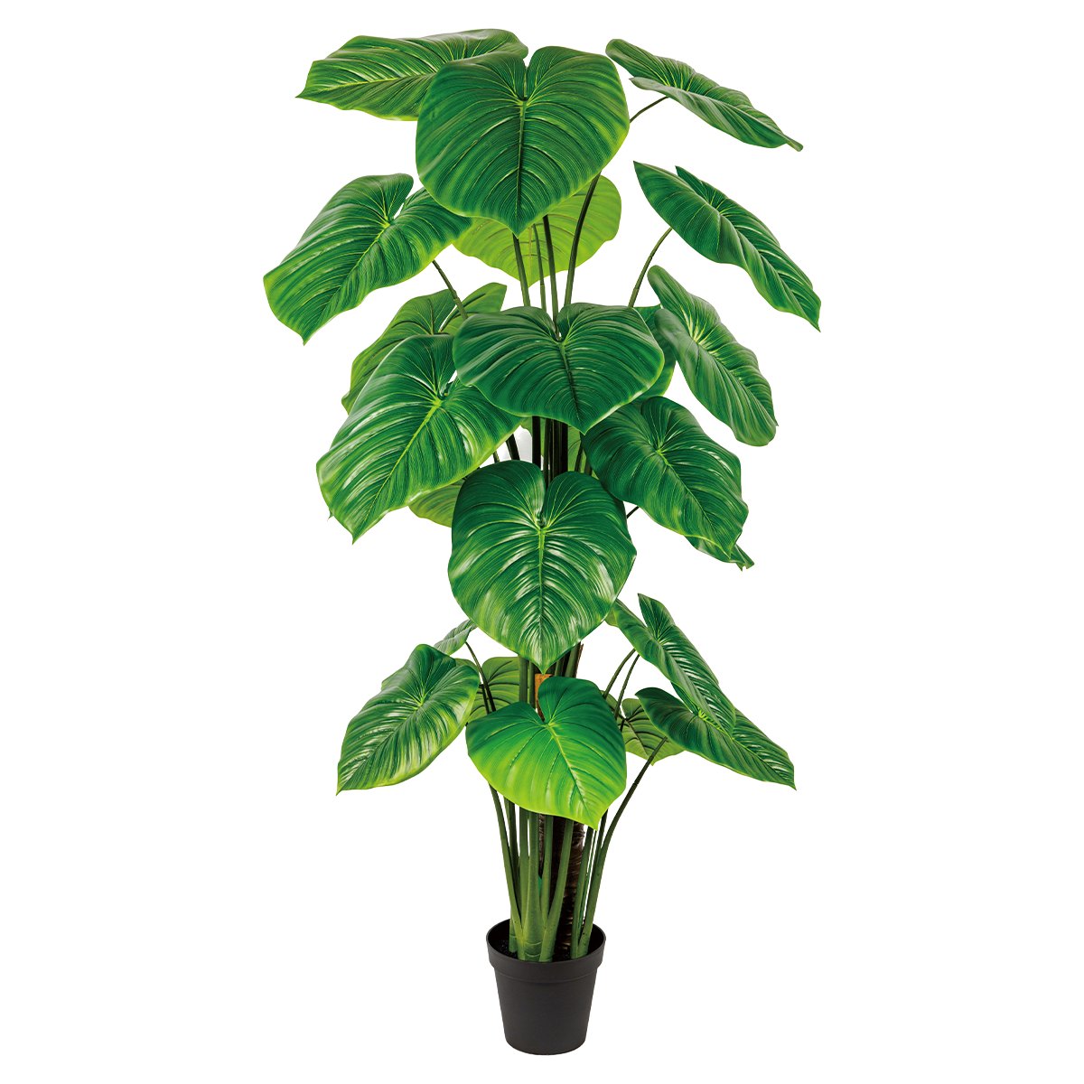 125CM(WDLR-LMY-1257G)