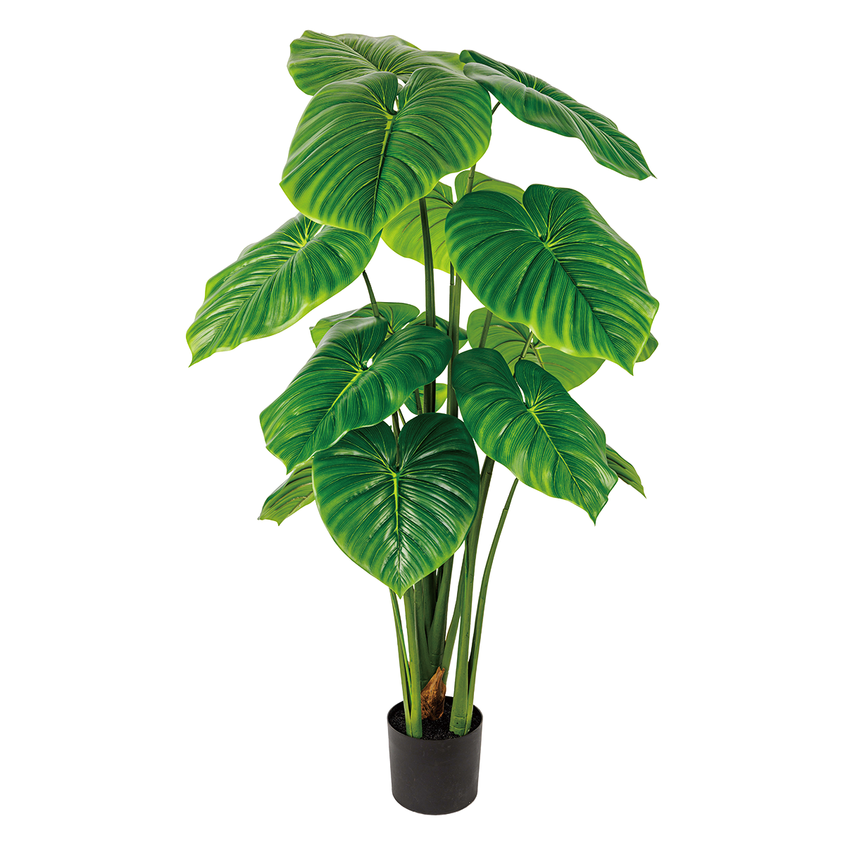 170CM(WDLR-LMY-17015G)