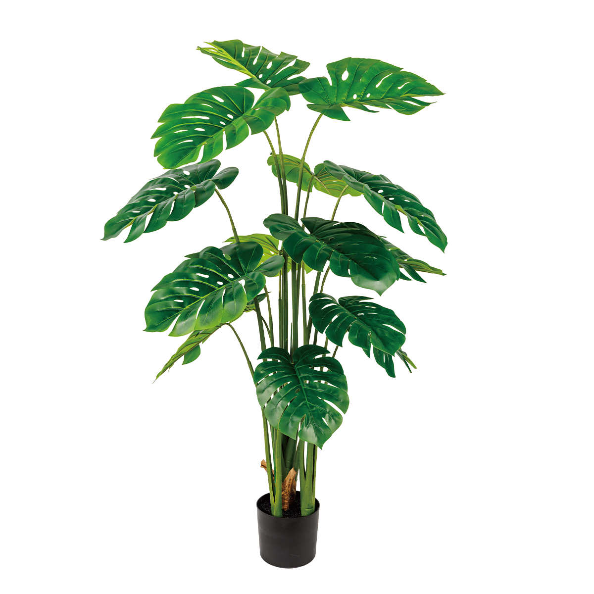 185CM(WDLR-GB-18519)