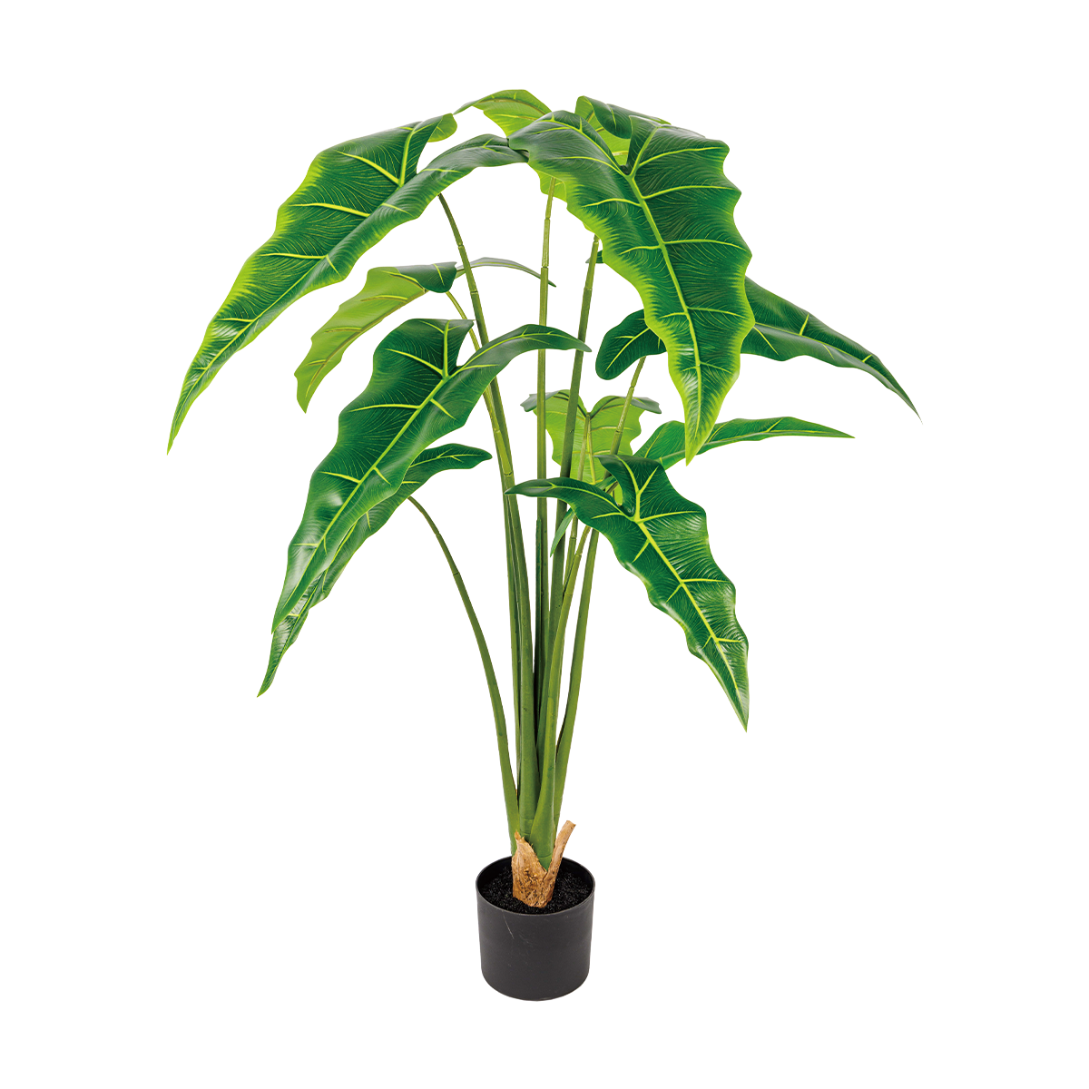 185CM(WDLR-HY-18513)