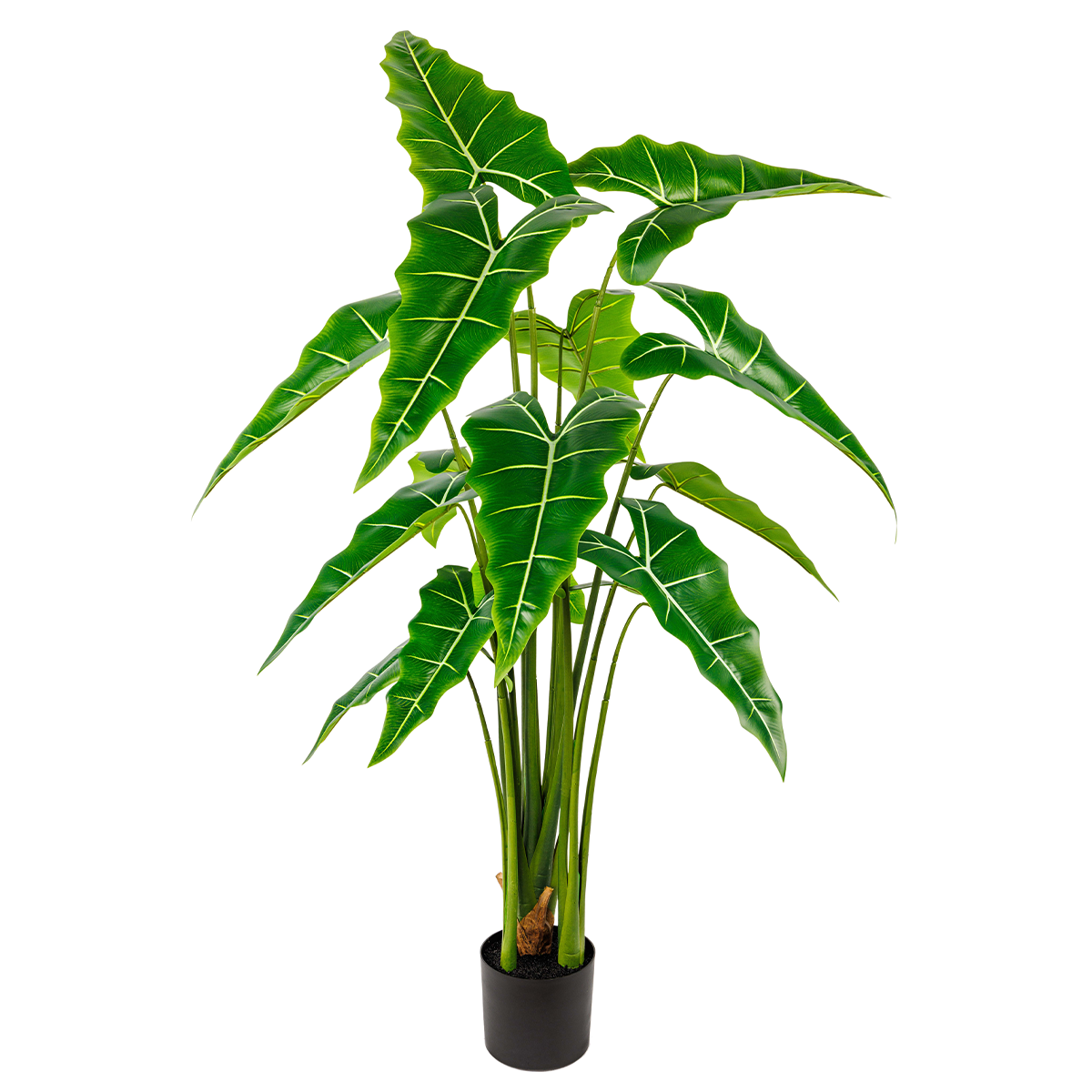 195CM(WDLR-HY-19519)