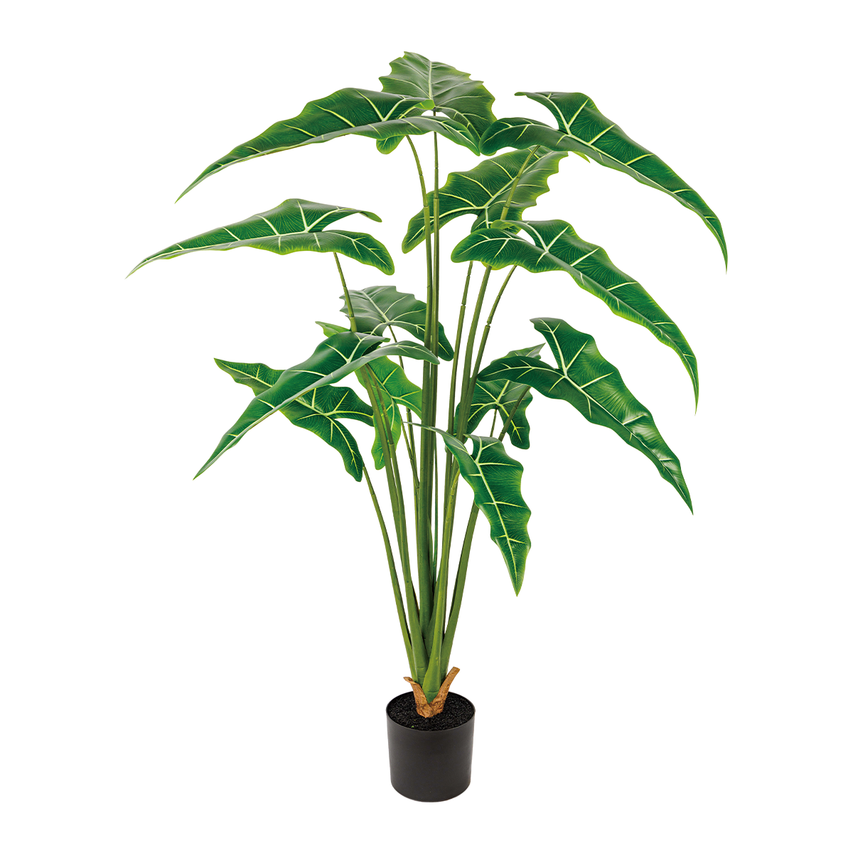 155CM(WDLR-HY-15512)